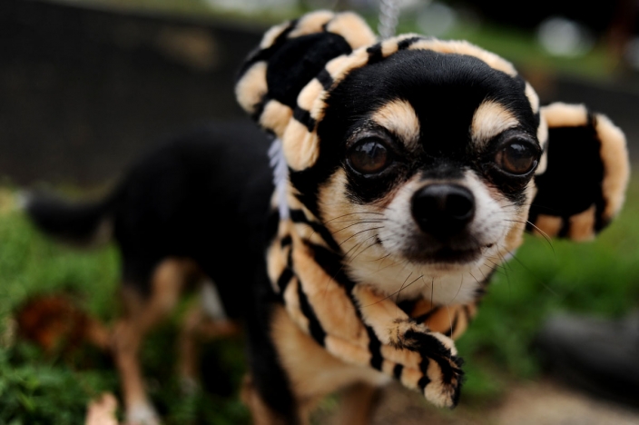 El disfraz de tigre